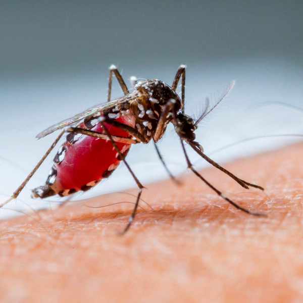 4 Penyakit Berbahaya Disebabkan oleh Nyamuk